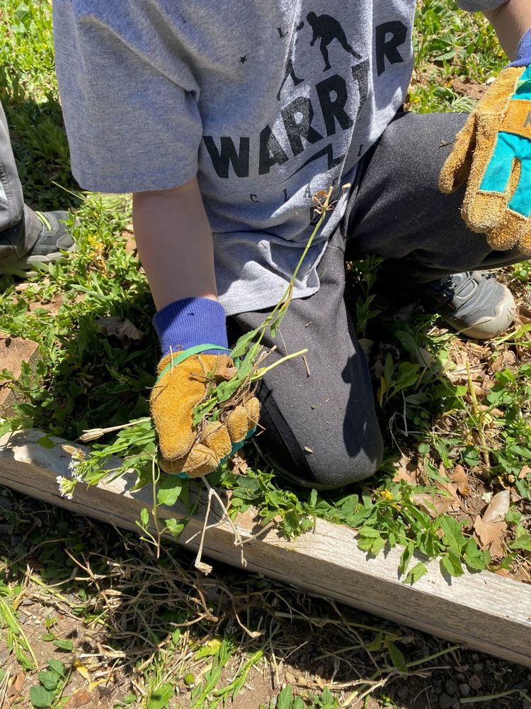 Photo of child holding weeds picked from the garden