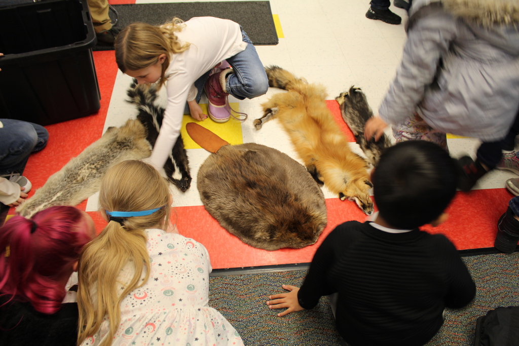 CFL first graders touching pelts of various animals